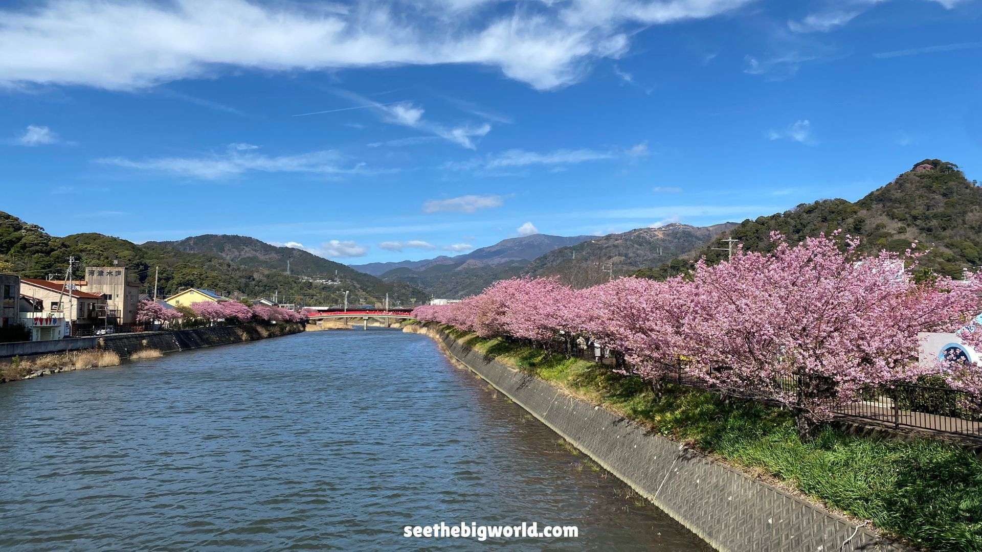 Kawazu Sakura – Tokyo Day Trip｜Cherry Blossoms & Taiyaki