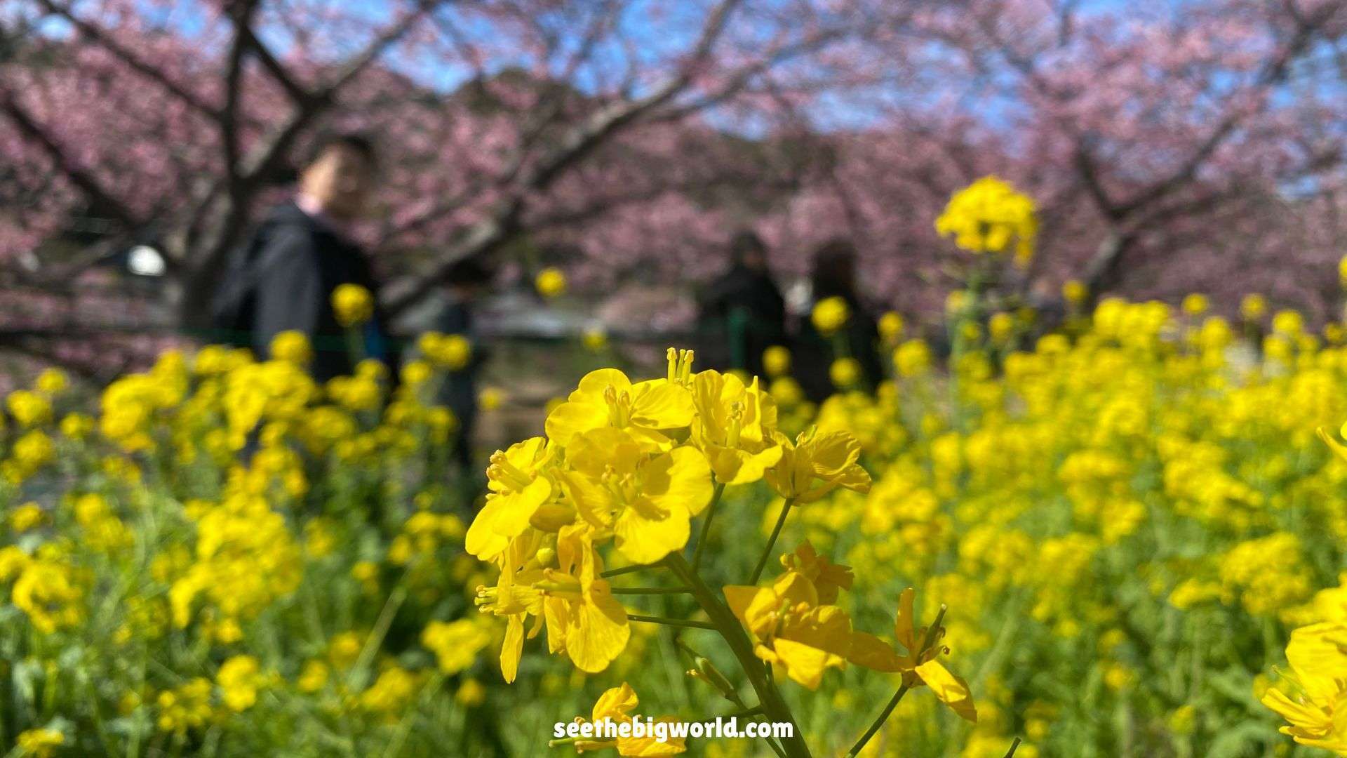 Kawazu Sakura – Tokyo Day Trip｜Cherry Blossoms & Taiyaki