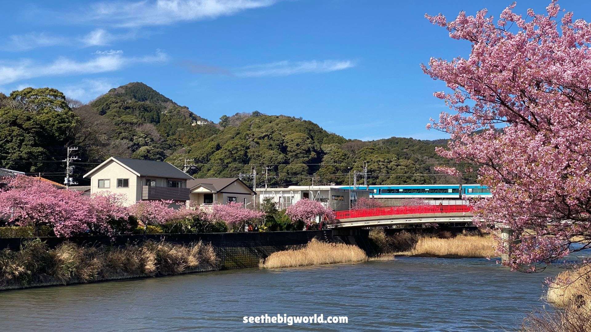 Kawazu Sakura – Tokyo Day Trip｜Cherry Blossoms & Taiyaki