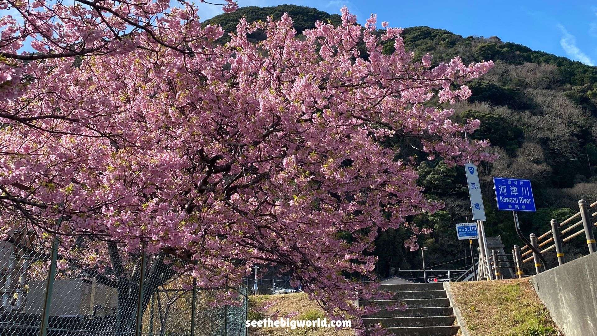 Kawazu Sakura – Tokyo Day Trip｜Cherry Blossoms & Taiyaki