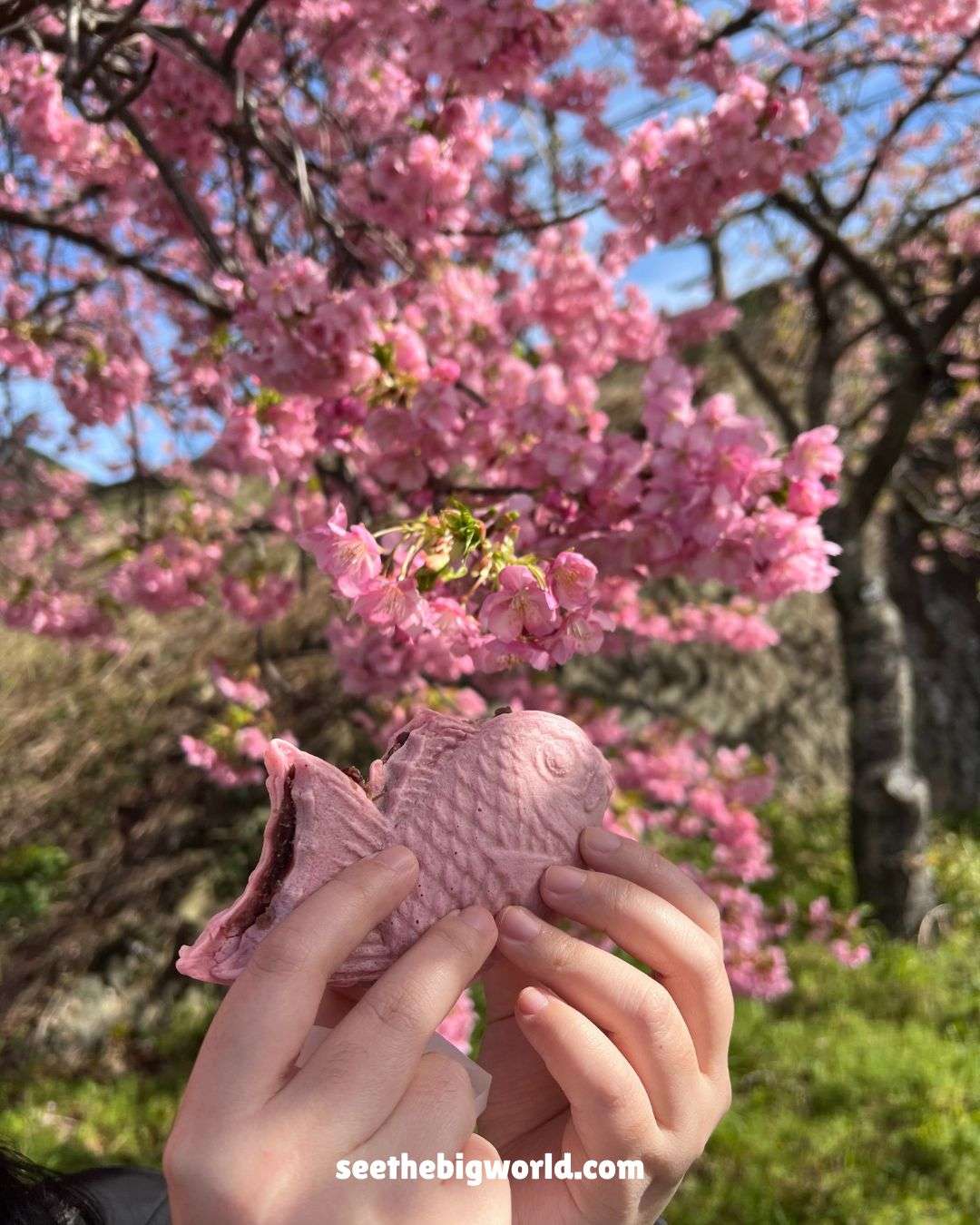 Kawazu Sakura – Tokyo Day Trip｜Cherry Blossoms & Taiyaki