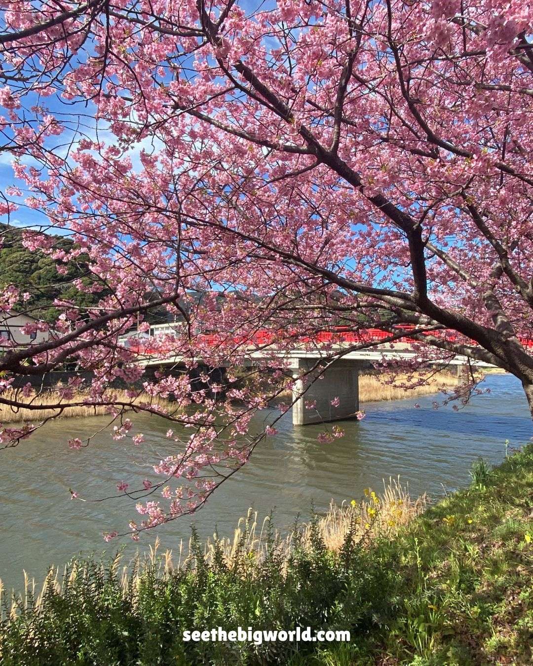 Kawazu Sakura – Tokyo Day Trip｜Cherry Blossoms & Taiyaki