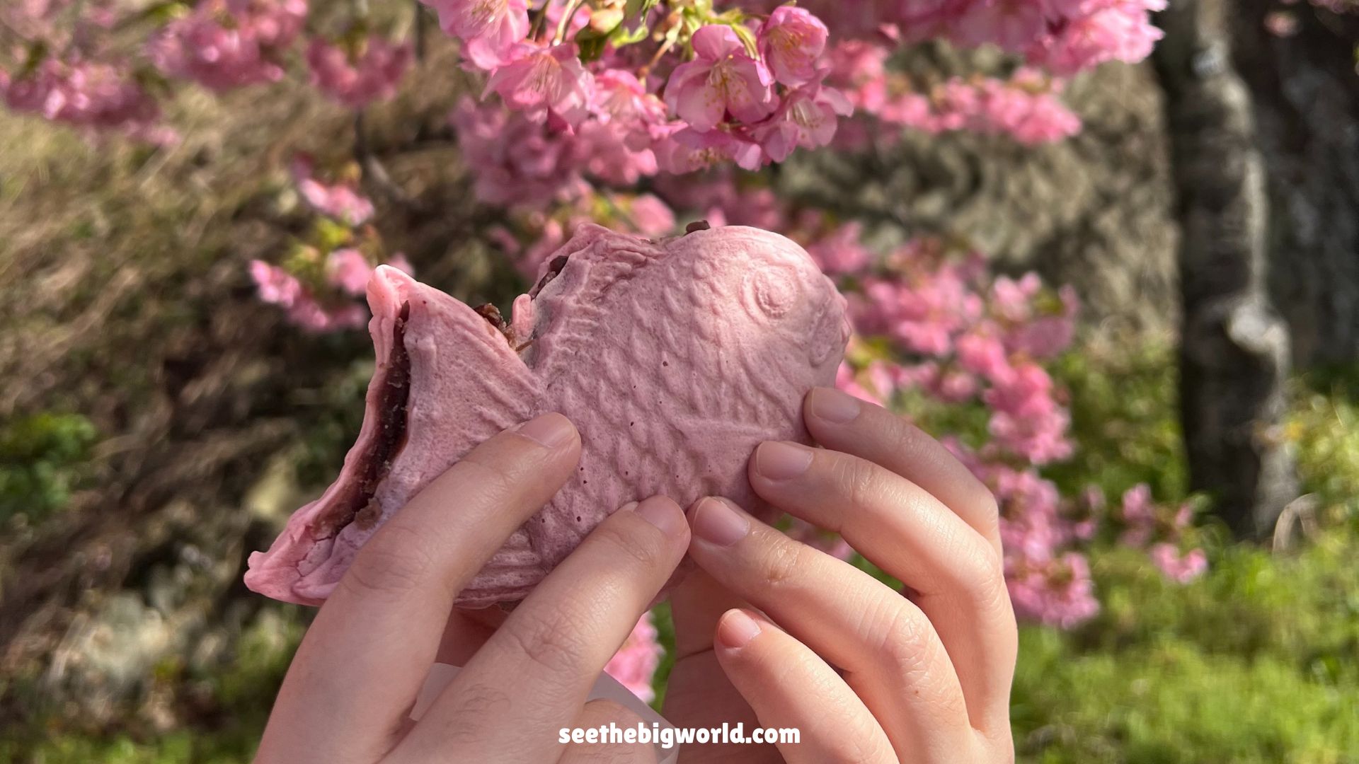 Kawazu Sakura｜February Cherry Blossom Day Trip from Tokyo